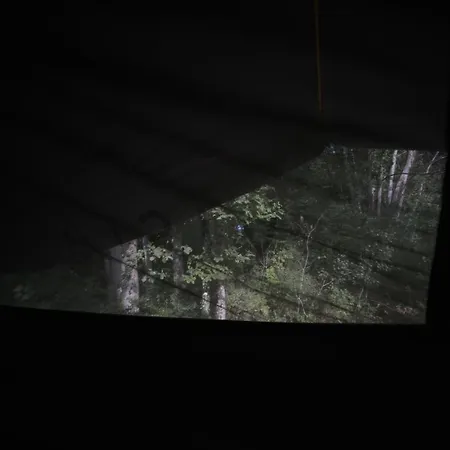 L'Appel De La Foret 51